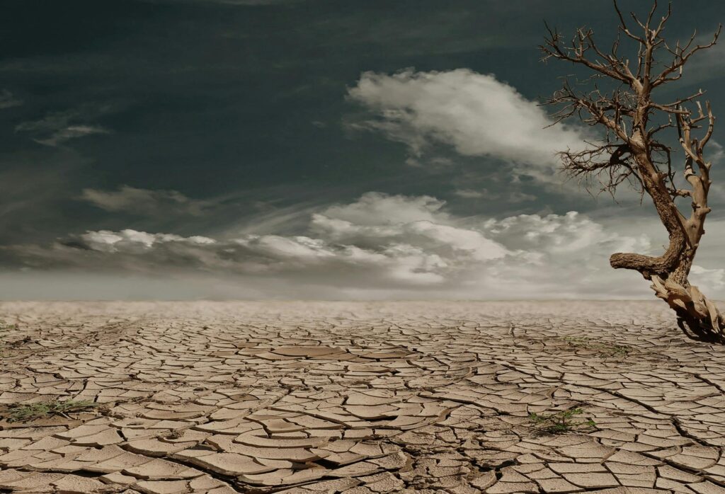 A solitary tree stands against a cracked, arid landscape under a cloudy sky, illustrating drought and desertification.