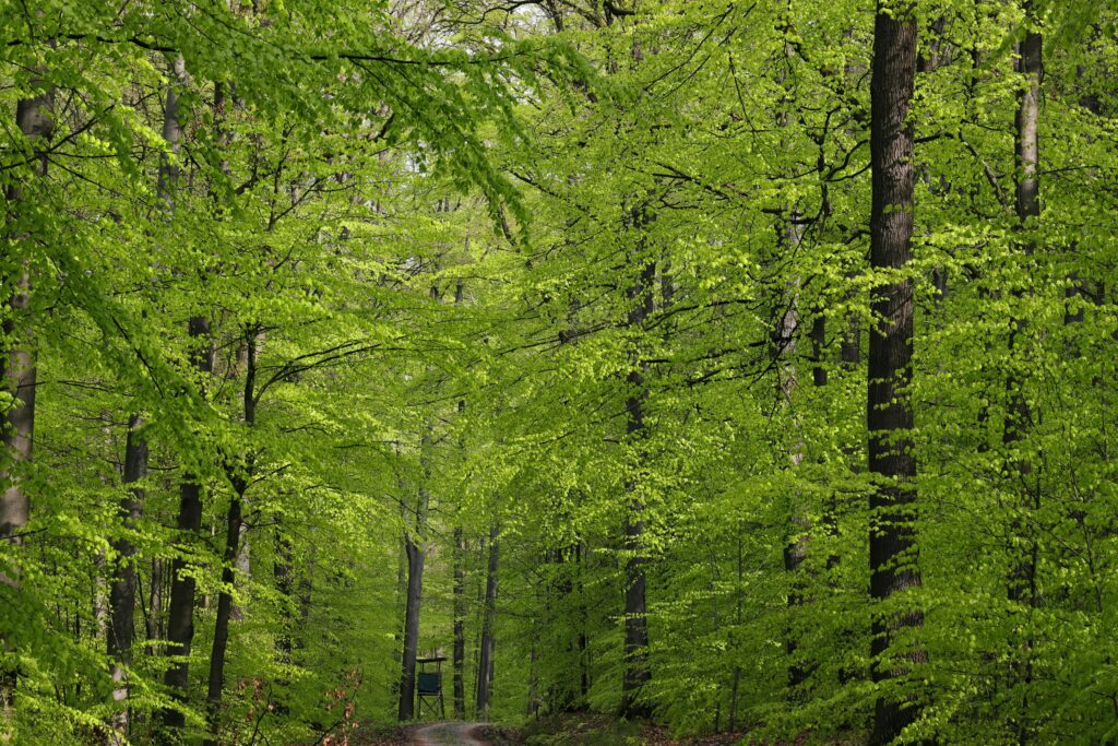 A serene spring forest with a path winding through vibrant green foliage and majestic trees.